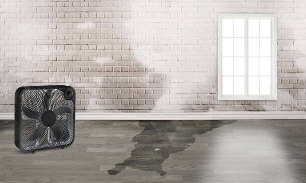 Best Water damage restoration near me  in Morris, AL